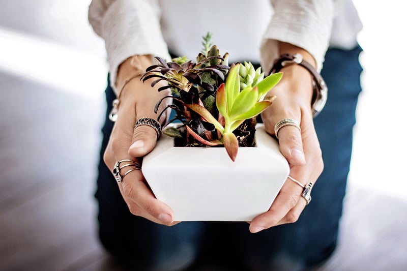 Succulents in pots